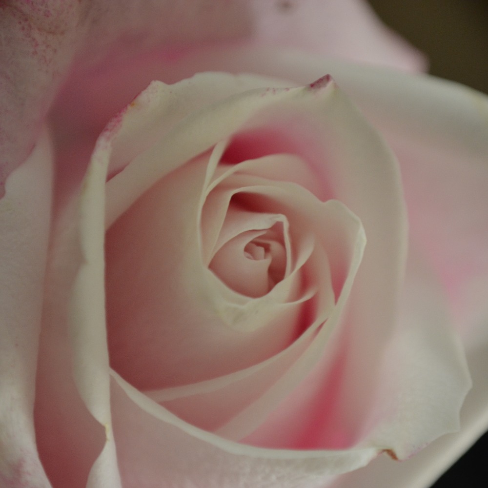 Meet your Posher, Tatiana